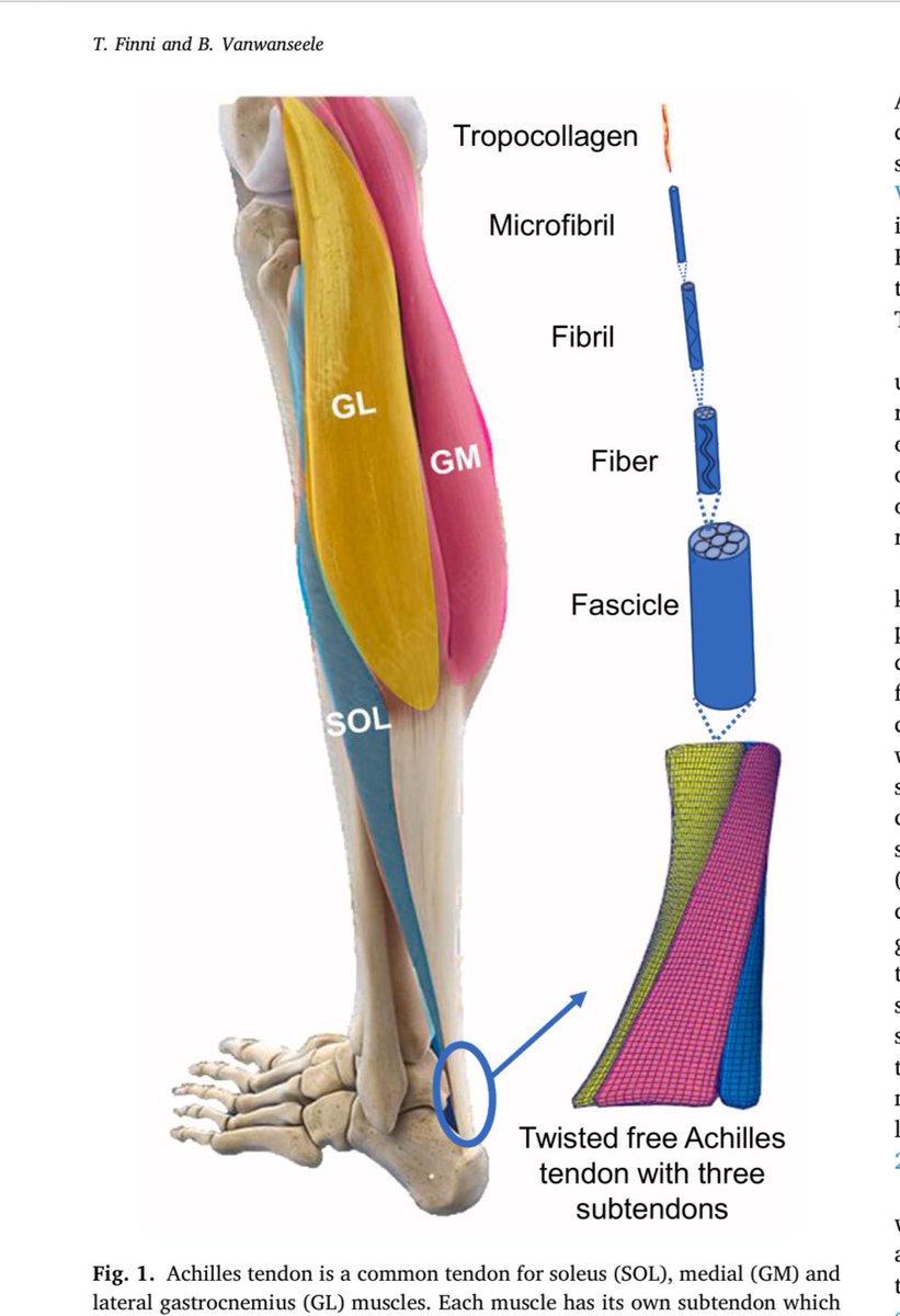 Retlouping's tweet photo. Towards modern understanding of the Achilles tendon properties in human movement research https://t.co/05YadSMuZI https://t.co/8jOLWh8UTE