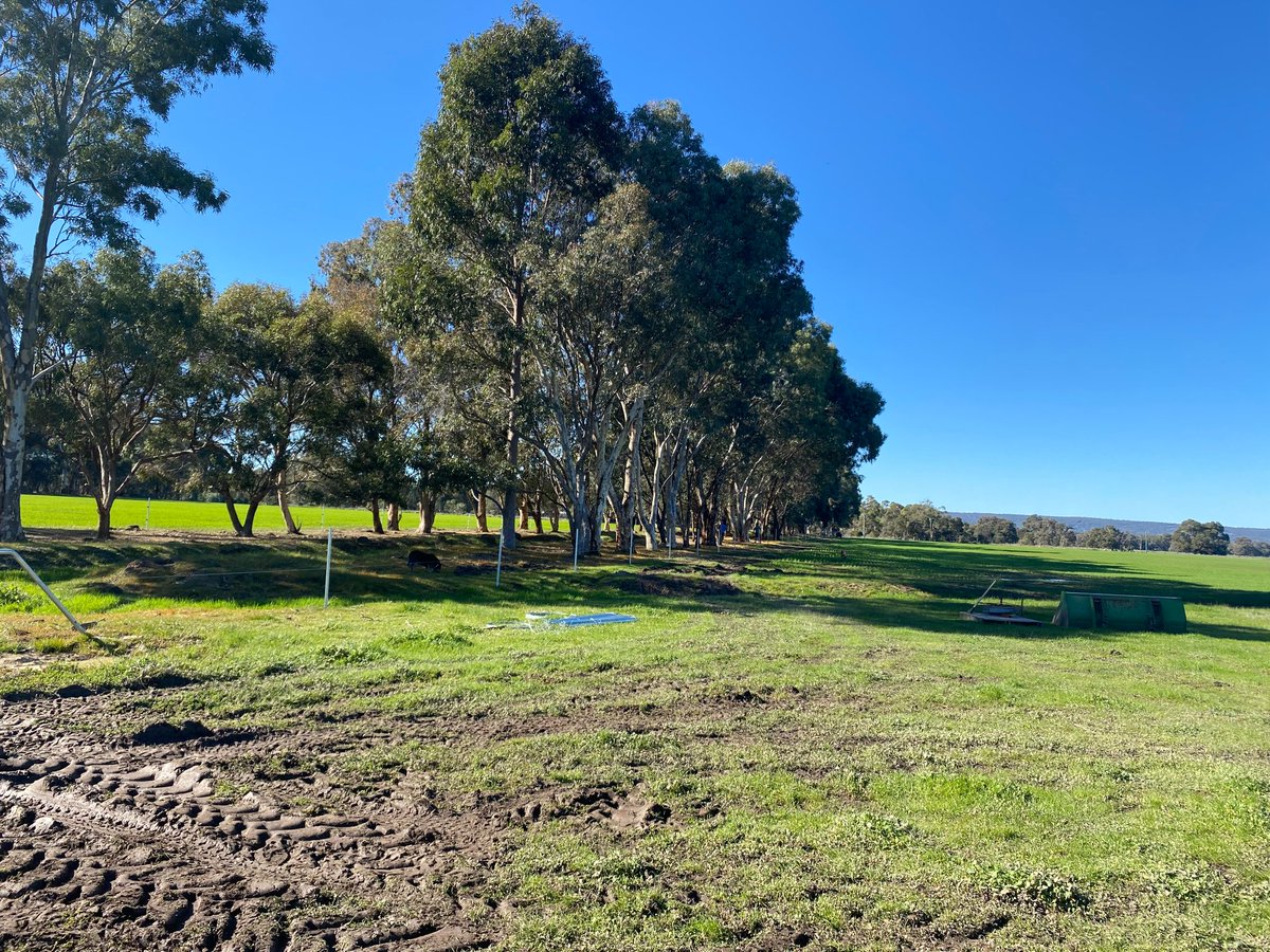 I have been out and about in our catchment working with Landholders to plan prepare and undertake waterway fencing and revegetation projects ! 5000 stems in the ground this week ! Wooohoo 🌱🌱🌱#HealthyEstuariesWA #peopleworkingtogether <a href="/PeelHarveyCC/">PeelHarveyCC</a>