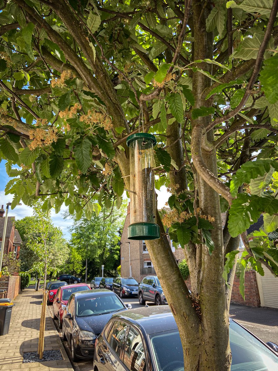 TreesforStreets's tweet image. Trees🌳create a space for nature (and us) in our streets

Isn't it uplifting to see a birdfeeder tied into this tree. We're told it's well used by a family of sparrows🐦‍⬛

What might seem like a small thing - changes everything 

#FeelGoodFriday