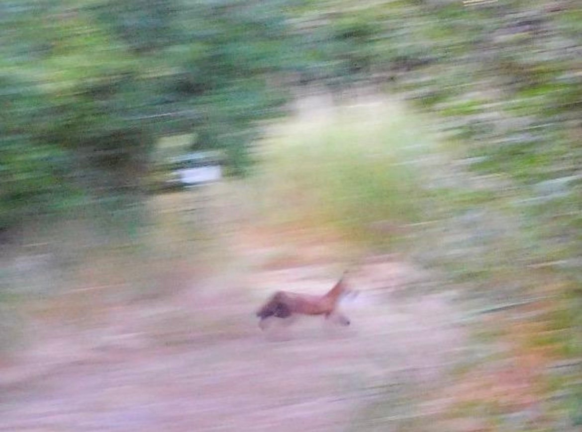 ' The world's worst photo of a fox ' from @Norfolk_Pete on Twitter ! can you do better ( or worse . . . ) ? #FoxOfTheDay