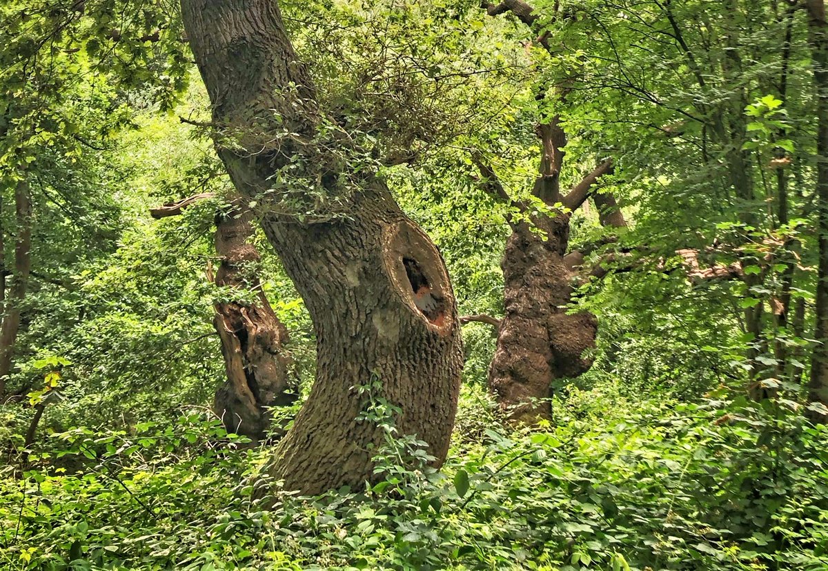tree_myco_man's tweet photo. A fine walk and talk around @CityCorpHeath veteran and ancient trees with the trustees and staff of the @AncientTreesATF,  @cityoflondon's self guided veteran tree trails, https://t.co/bBEoe76hnY Images courtesy of Cheryl Duerden &amp; Matt Searle https://t.co/aDqbJ167ez