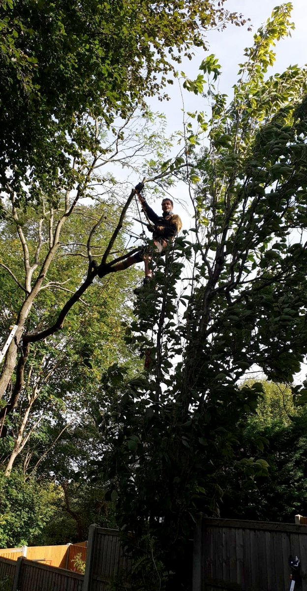 TWS_Arborists's tweet image. Have been doing a lot of this recently 😀hope to evolve to levitation 😆
#arborist #treework #treesurgery #trees