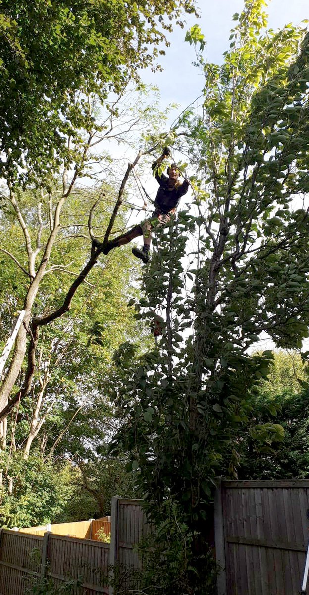 Have been doing a lot of this recently 😀hope to evolve to levitation 😆
#arborist #treework #treesurgery #trees