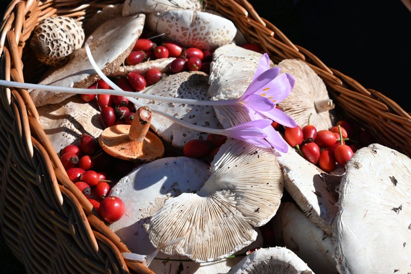 VisitPecka's tweet photo. Koliko ljekovitog i samoniklog bilja i gljiva poznajete🌱🍄??  Kako ih možete upotrebiti? 
✔️Koje su 💯 korisne ili jestive, a koje ⛔  https://t.co/GHbGRfsfrN https://t.co/phtHQxdqLL