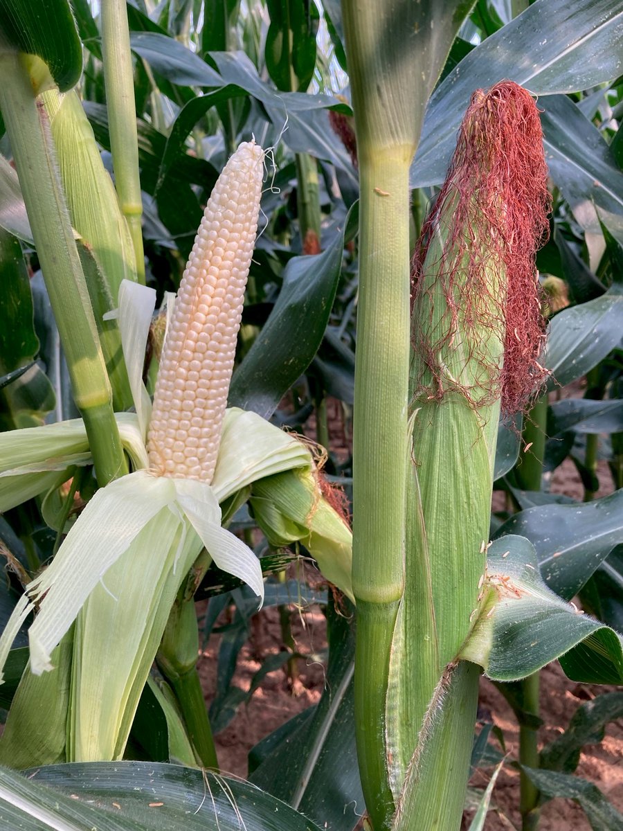 #EnDirectDuTerrain 📍 Gers
La nouveauté DKC4231 positionnée en sec. Pas tout à fait 15 jours après floraison, période du SLAG (Stade Limite d’Avortement des Grains) presque terminée
👉Fécondation à son top + potentiel + gros PMG + comportement en année stressante = succès en 2023