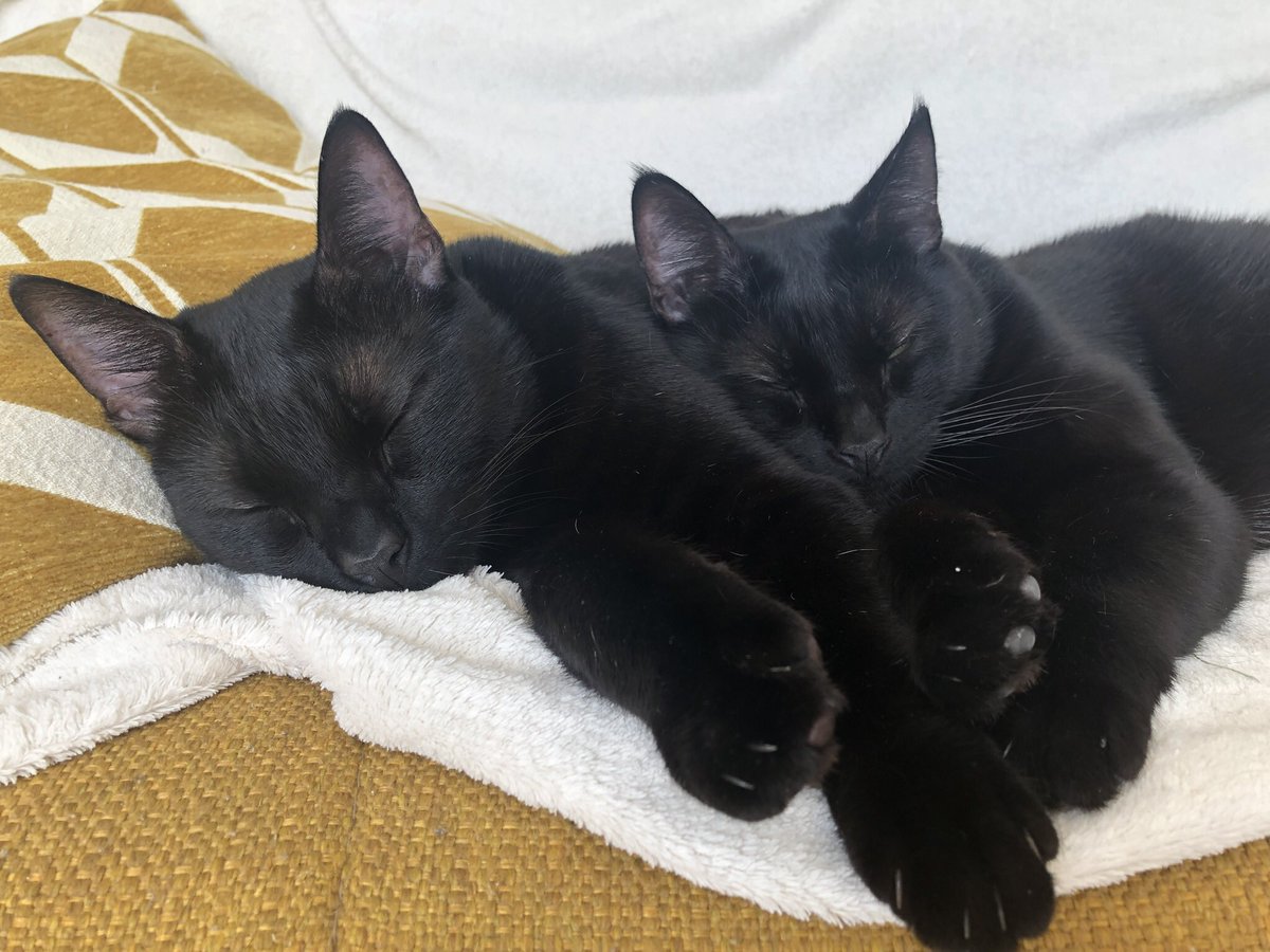 ⚫️Shadow & ⚪️Loki 🐈‍⬛🐈‍⬛ tweet media