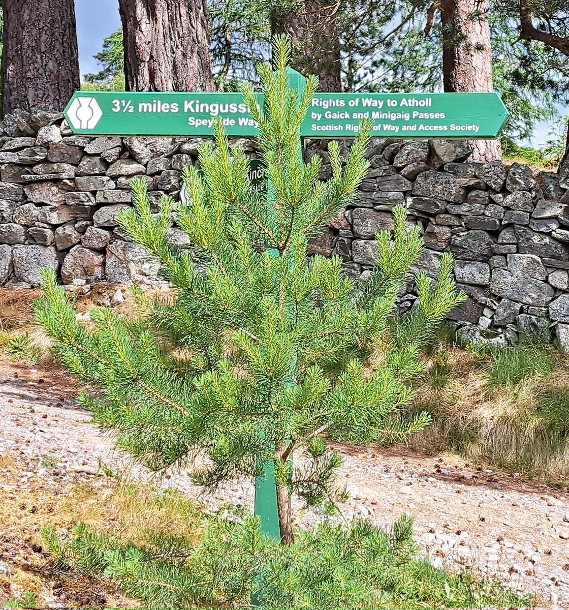 PennineRanger's tweet photo. New fingerpost cunningly hidden behind a tree 🤔 #fingerpostfriday
@FingerpostFri https://t.co/ACtD5y4vBl