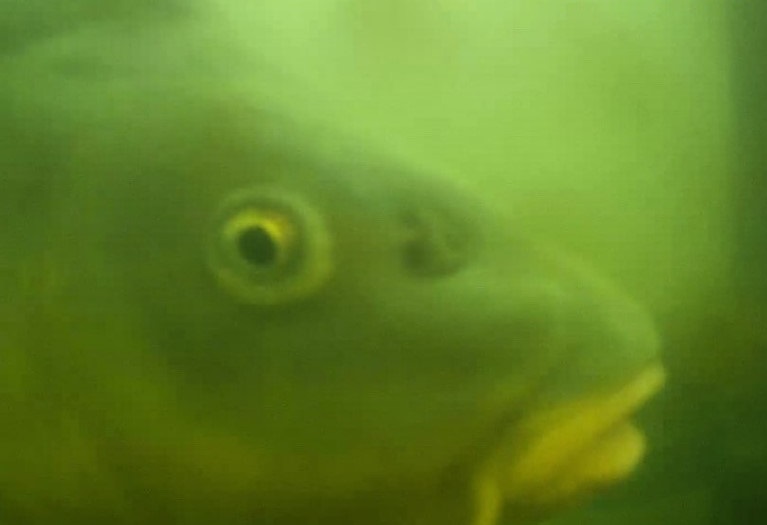 For the 137.000 American-, vierhundertvierundsechzigtausend Deutsche-, alle Utrechtse en andere duizenden fish doorbell/Fisch-Türklingel/visdeurbel-fans: thanks, Danke, dank namens  alle baarzen, brasems en andere vissen.🐟

Alles over de visdeurbel 2023👉direc.to/j6mq