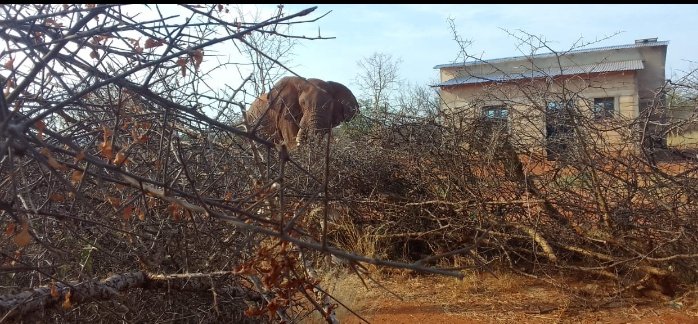 Wyclifewambua's tweet photo. Due to increased damage and fear brought about by roaming elephants in mtito andei ,kibwezi east,makueni county ,,the residents led by Aa ma mbuini  have organized a peaceful demonstration towards @KWSKenya office.I support,@gmwangangi
@mknassembly @jessmbalu @GvnMutula https://t.co/DeMZY115C6