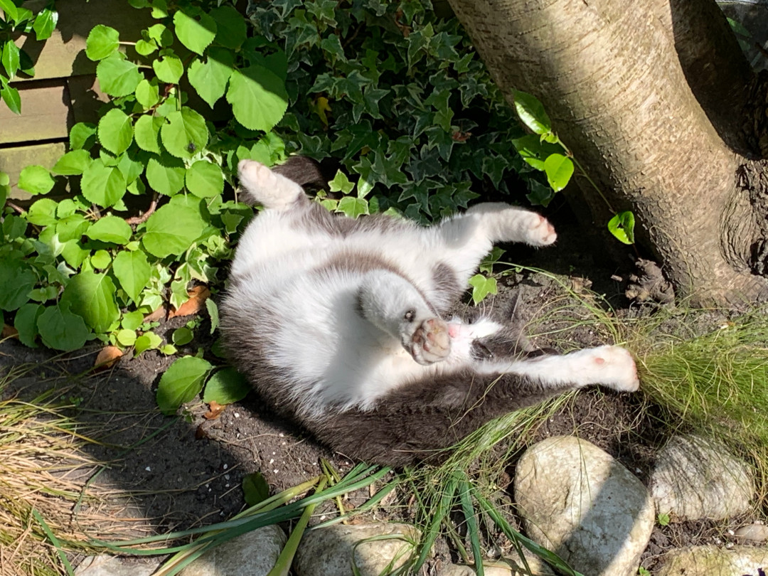 JSAauthor's tweet image. Many thanks to all of the readers and bloggers who&apos;ve helped to make this new release a success!! You&apos;re all stars 🤩
For something completely different - here is a snap of my feline friend, Maxie, slowly destroying my garden with his cat naps. 
Have a great day!