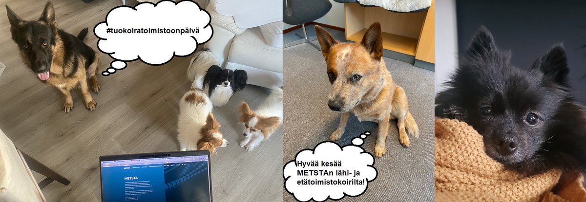 METSTA_ry's tweet photo. Tiesitkö että toimistokoira kasvattaa mitatusti työn tehokkuutta? Hyvää kesää kaikille METSTAn asiantuntijoilta ja lähi- sekä etätoimistokoiriltamme! #tuokoiratoimistoonpäivä #takeyourdogtowork #TYDTWDay #Standardeista https://t.co/GLpYvHWup3