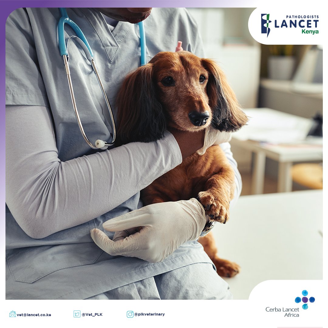 The first half of 2023 is almost ending. Have you taken your pet to the vet for their annual health check yet?

If not, call your nearest vet and schedule an appointment for an annual health check.

Contact us today on:
vet@lancet.co.ke