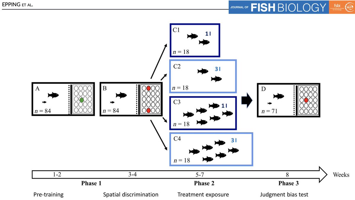 Alexander Kotrschal (@kotrschala) on Twitter photo How 'happy' are fish about stuff they experience? Difficult to find out - <a href="/judith_epping/">Judith Epping</a> and Séverine Kotrschal used a judgment paradigm test how holding conditions affect mental state in guppies: doi.org/10.1111/jfb.15… How 'happy' are fish about stuff they experience? Difficult to find out - <a href="/judith_epping/">Judith Epping</a> and Séverine Kotrschal used a judgment paradigm test how holding conditions affect mental state in guppies: doi.org/10.1111/jfb.15…