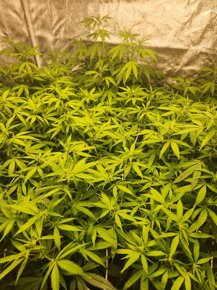 DILLHOLECOOZE tweet media