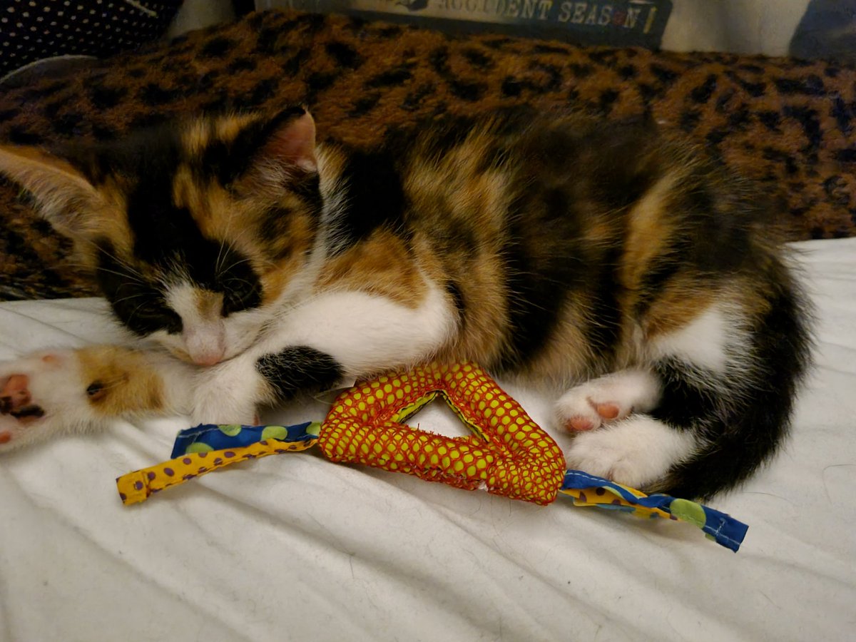 Daphne on Twitter "When you get an expensive cat bed for the new