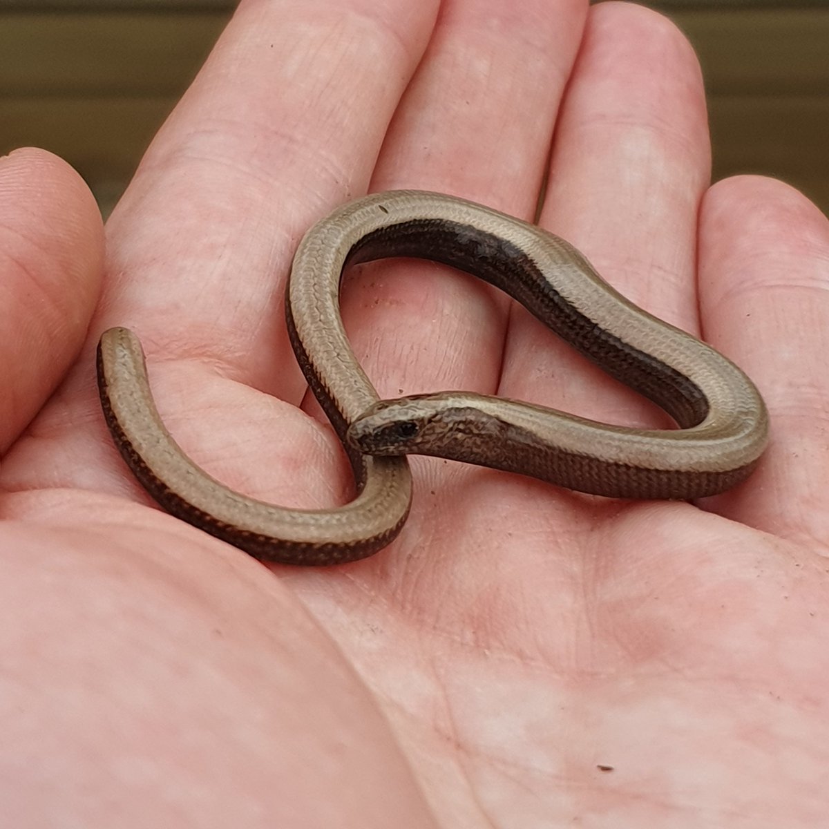 A baby 🥰  Hopefully they continue to hang out in the polytunnel and keep the slugs and bugs in check 🙏🤞

(Only handled as they were chilling out beneath a plant pot and I needed to move them somewhere safer out of the way).