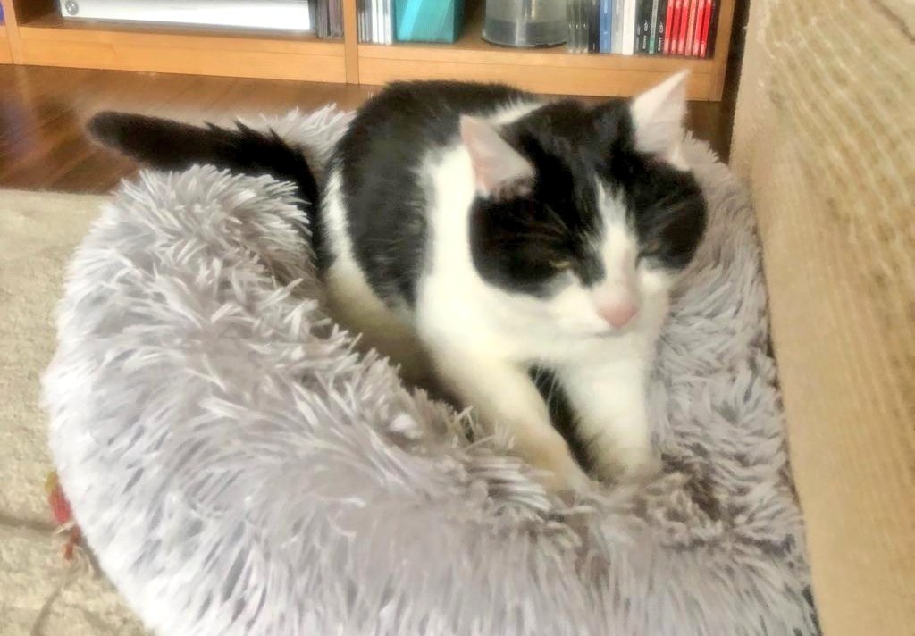 m_pkent's tweet image. Our #breadmachine 💖😻👍🏻
#FridayFeeling #cat