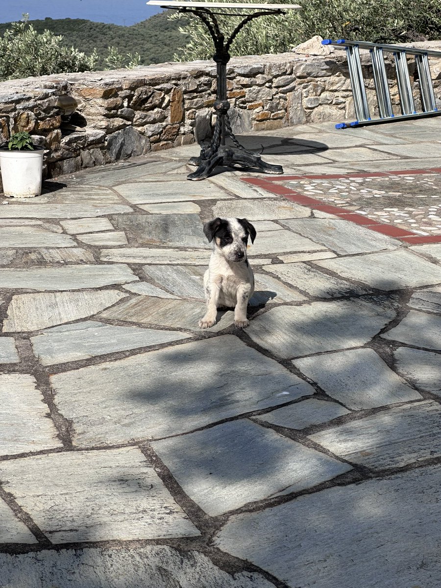 3 little puppies were abandoned at my parents house in Greece. They have brought us so much joy I hope they can bring you all joy too