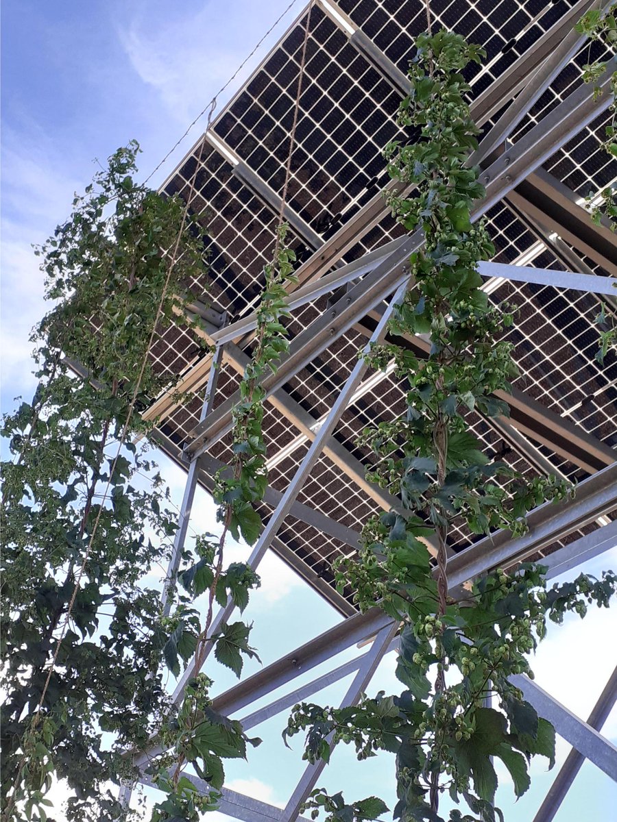 Q ENERGY France (@qenergyfrance) on Twitter photo #Agrivoltaïsme Visite sur le site de notre #prototype d'#houblionnière #photovoltaïque pour les équipes du Parc Naturel Régional <a href="/pmaraispoitevin/">Parc naturel régional du Marais poitevin</a> cette semaine. La 2e année d'expérimentation suit son cours avec la densification des plants de #houblon. RDV en août pour la récolte! #Agrivoltaïsme Visite sur le site de notre #prototype d'#houblionnière #photovoltaïque pour les équipes du Parc Naturel Régional <a href="/pmaraispoitevin/">Parc naturel régional du Marais poitevin</a> cette semaine. La 2e année d'expérimentation suit son cours avec la densification des plants de #houblon. RDV en août pour la récolte!