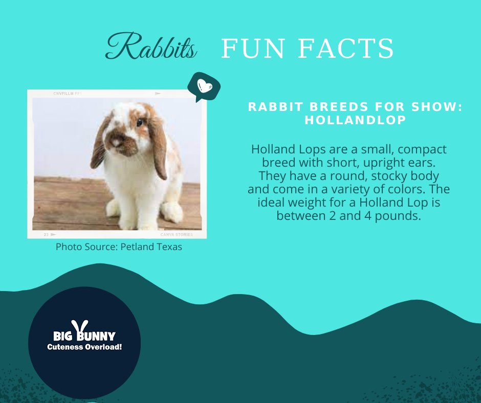 bigbunny2023's tweet image. Rabbit Fun Facts
Holland lops are a small, compact breed with short, upright ears. They have a round, stocky body and come in a variety of colors. The ideal weight for a Holland lop is between 2 and 4 pounds.
#RabbitBreeding
#RabbitBreeders
#Rabbitry
#RabbitHusbandry
