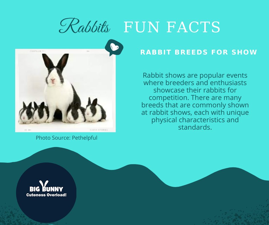 bigbunny2023's tweet image. Rabbit Fun Facts:
Rabbit shows are popular events where breeders and enthusiasts showcase their rabbits for competition. There are many breeds that are commonly shown at rabbit shows, each with unique physical characteristics and standards.
#RabbitBreeding
#RabbitBreeders