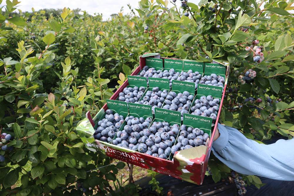 'Door mooie weer zijn Nederlandse blauwe bessen sneller rijp dan verwacht' groentennieuws.nl/article/954157…