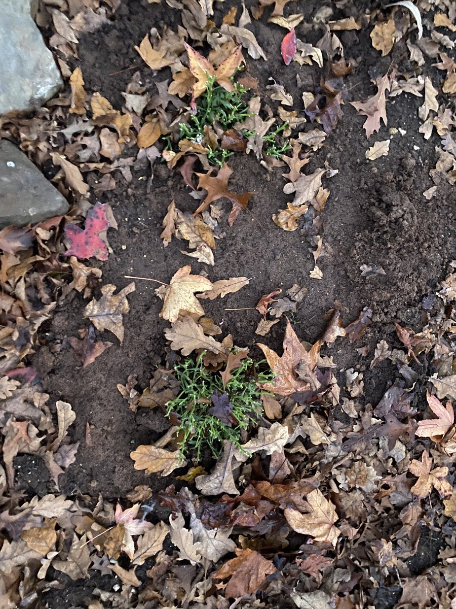 Phoebe LeMessurier tweet media