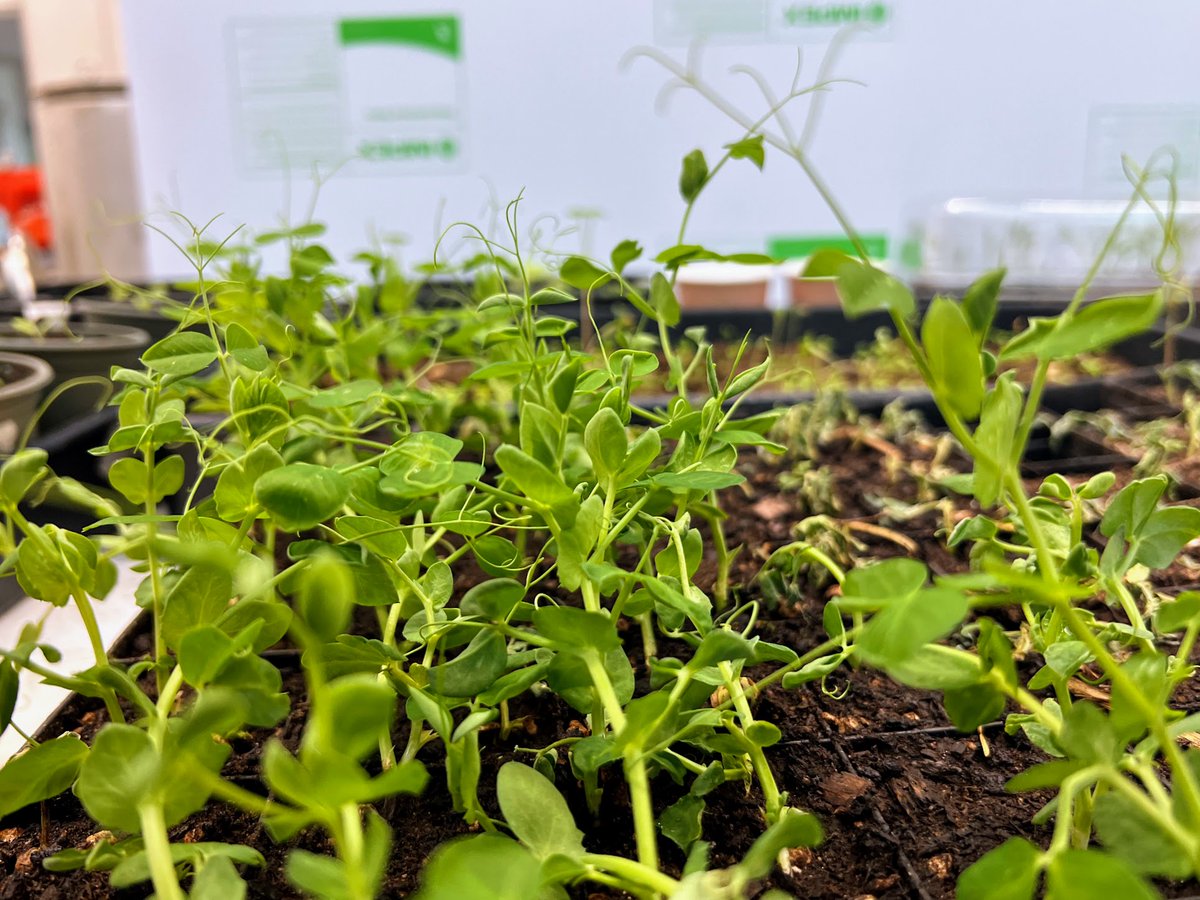 Metropolia on mukana Myyr York Park -kesäpuistossa! ☀️ Urban&amp;Local-hanke tuo puistoon esimerkiksi kasvibussin, kukkia, salaattia ja herneitä. 🌱🌷 Puisto on rakennettu Vantaan Myyräncolon pohjoispuolen parkkipaikalle ja on avoinna kesä–elokuussa.
<a href="/VantaanKaupunki/">Vantaan kaupunki</a> #MyyrYorkPark