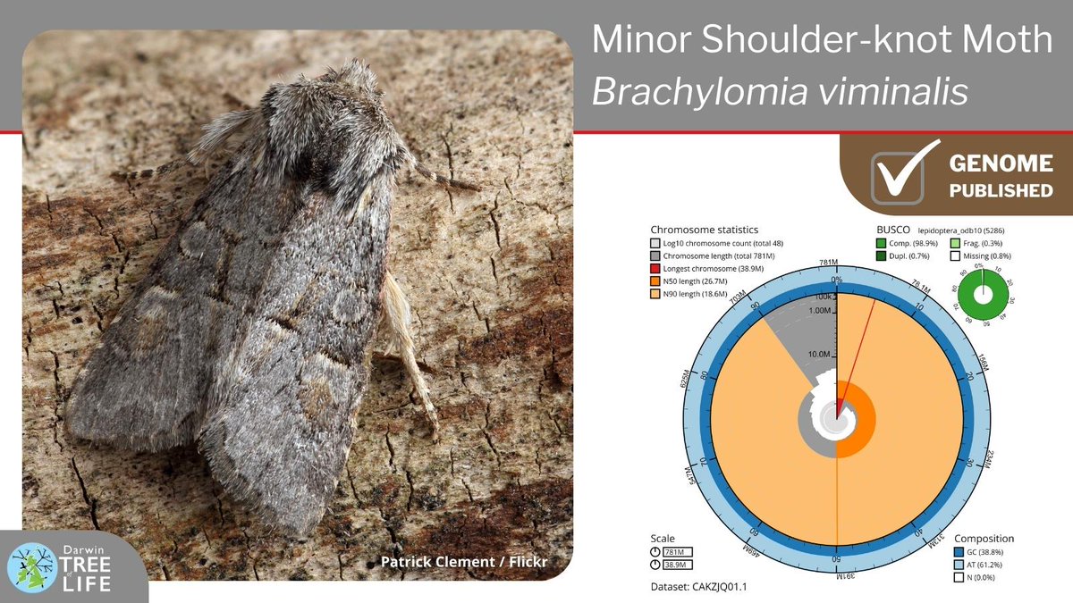 darwintreelife's tweet image. Our latest #DarwinTreeOfLife #GenomeNote: the Minor Shoulder-knot🦋(Brachylomia viminalis)

Thanks to @diarsia @pickeletto @GenomeWytham @OxfordBiology @NHM_Science @SangerToL and all who helped generate this #genome🧬  

📑Read more @WellcomeOpenRes:
wellcomeopenresearch.org/articles/8-245