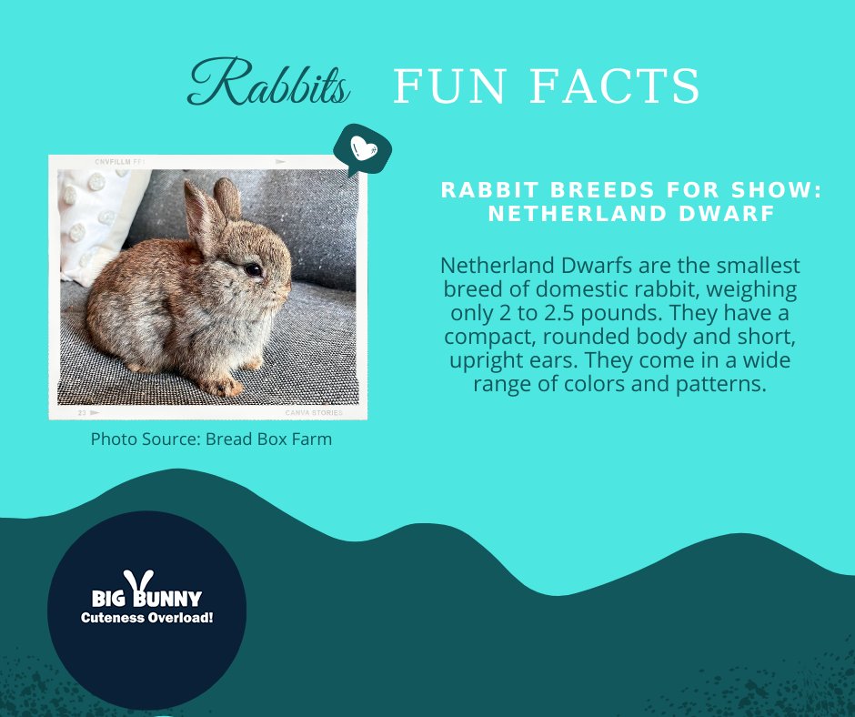 bigbunny2023's tweet image. Rabbit Fun Facts
Netherland dwarfs are the smallest breed of domestic rabbit, weighing only 2 to 2.5 pounds. They have a compact, rounded body and short, upright ears. They come in a wide range of colors and patterns.
#RabbitBreeding
#RabbitBreeders
#Rabbitry
#RabbitHusbandry