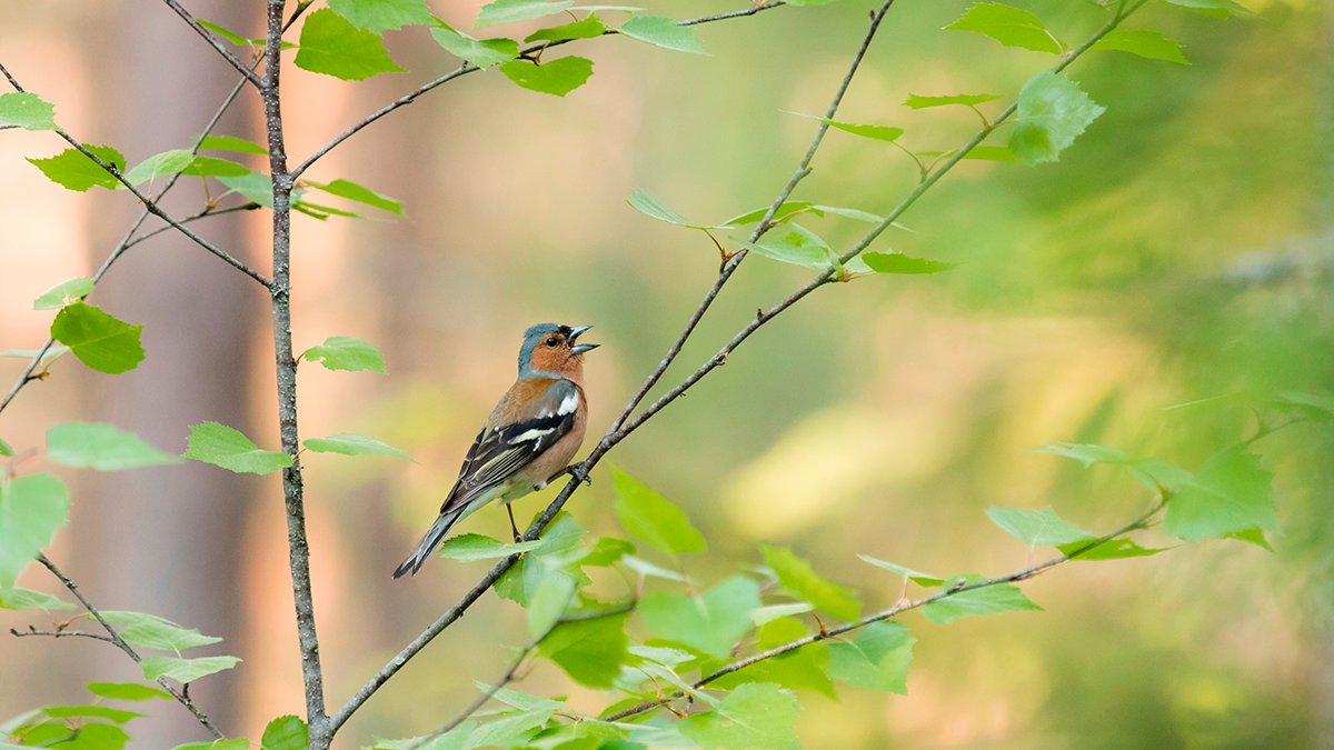 Tunnistatko maamme lintulajeja? 

Jyväskylän yliopiston lanseeraaman sovelluksen avulla voit tunnistaa tällä hetkellä 150 eri lintulajia niiden laulun perusteella.

Lisätietoa: yle.fi/a/74-20031163