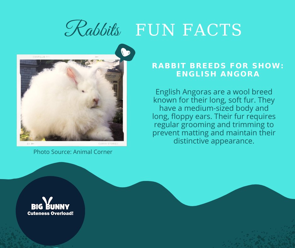 bigbunny2023's tweet image. Rabbit Fun Facts
English Angoras are a wool breed known for their long, soft fur. They have medium-sized body and long, floppy ears. Their fur requires regular grooming and trimming to prevent matting and maintain their distinctive appearance.
#RabbitBreeding
#RabbitBreeders