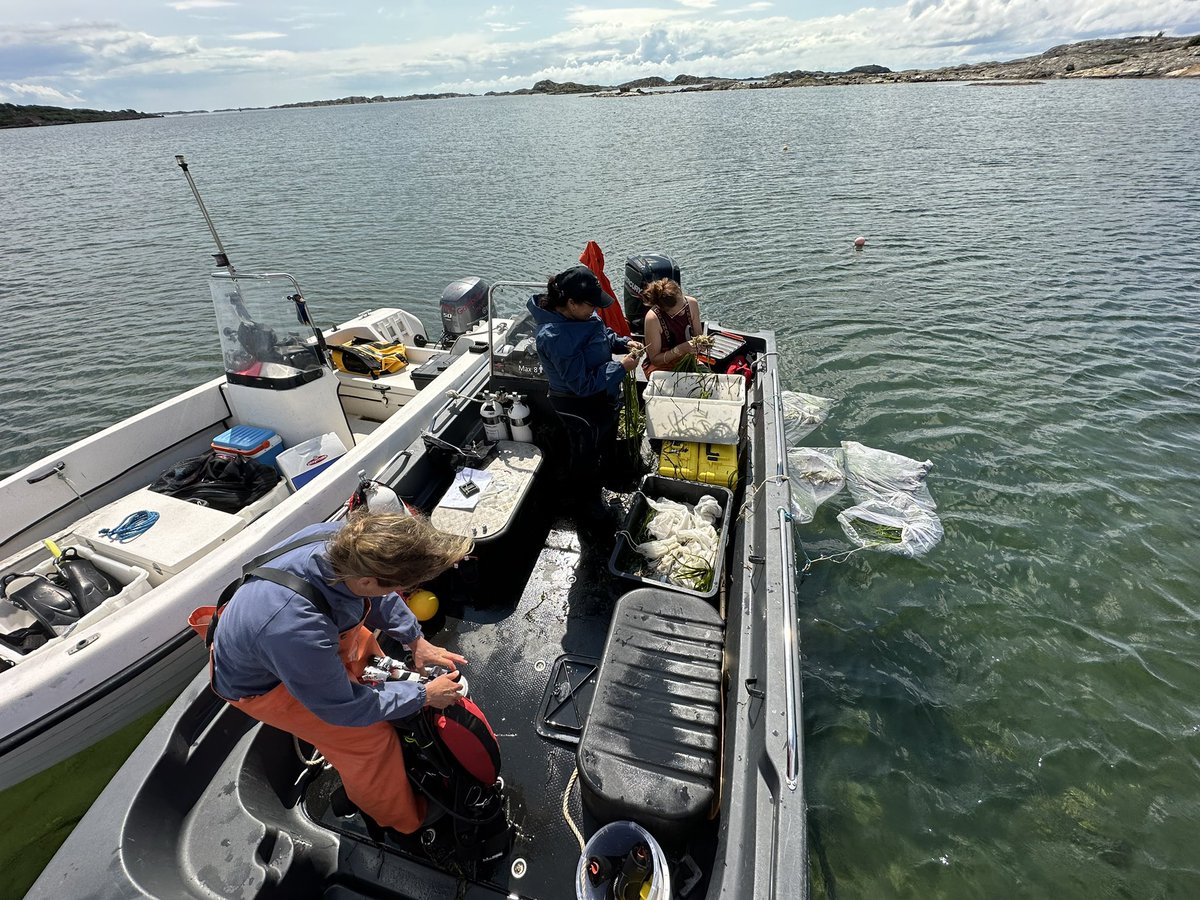 ZOsteRa RestOration (@zorrogroup) on Twitter photo <a href="/zorrogroup/">ZOsteRa RestOration</a> are back at #kosterhavet planting #eelgrass ! Green crabs are abundant in this area and have destroyed large restoration efforts previous years. This year we will test how planting density and fishing for crabs affect survival of shoots 🌱🇸🇪 <a href="/zorrogroup/">ZOsteRa RestOration</a> are back at #kosterhavet planting #eelgrass ! Green crabs are abundant in this area and have destroyed large restoration efforts previous years. This year we will test how planting density and fishing for crabs affect survival of shoots 🌱🇸🇪