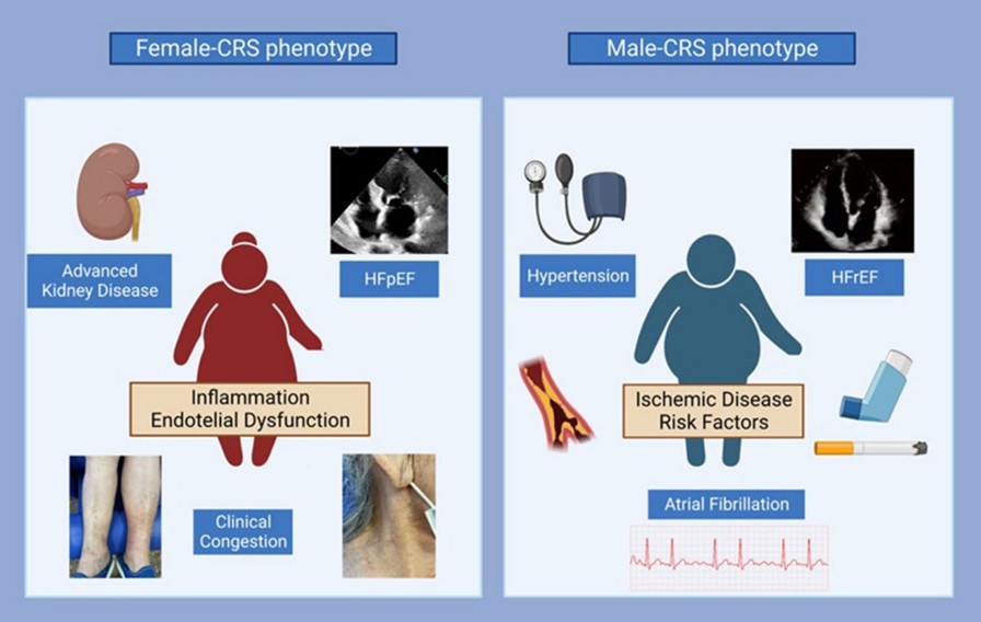 Marta Cobo Marcos (@martacobomarcos) on Twitter photo First article assessing Sex differences in Cardiorenal Syndrome: Insights from Spanish CARDIOREN Registry <a href="/CardioRenalSEC/">Síndrome CardioRenal y Congestión en IC</a> <a href="/SENefrologia/">S.E.N. Nefrología</a> pubmed.ncbi.nlm.nih.gov/37222949/ First article assessing Sex differences in Cardiorenal Syndrome: Insights from Spanish CARDIOREN Registry <a href="/CardioRenalSEC/">Síndrome CardioRenal y Congestión en IC</a> <a href="/SENefrologia/">S.E.N. Nefrología</a> pubmed.ncbi.nlm.nih.gov/37222949/