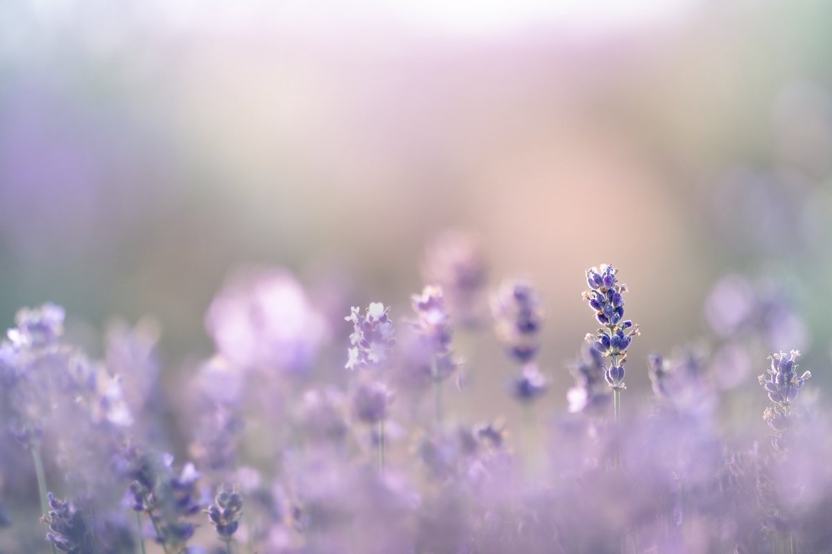 紫陽花とラベンダーの6月🐌 #6月を写真4枚で振り返る