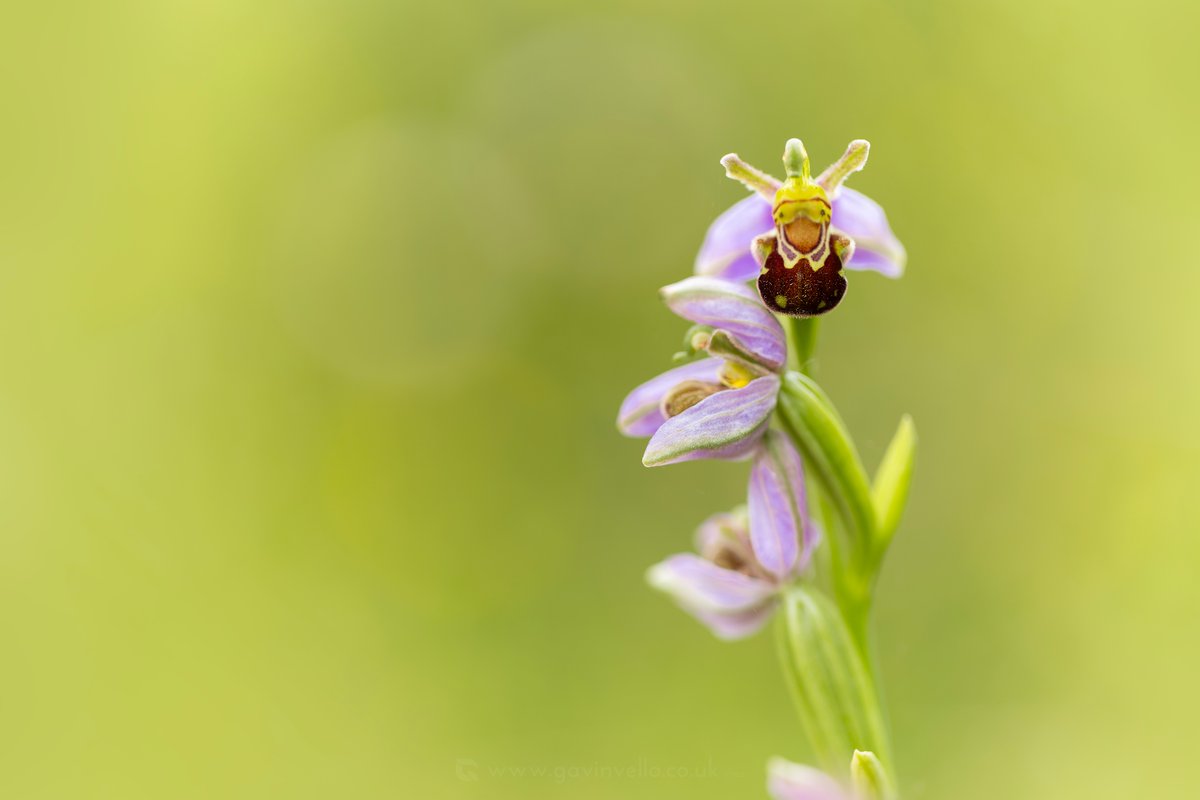Another Bee Orchid, from what looks to have been a good show for them this season at Gary Lakes. Just be  careful where you're stepping as they're easy to miss. #nature #orchids #flowers #wildflowers #naturereserve #garnlakes
