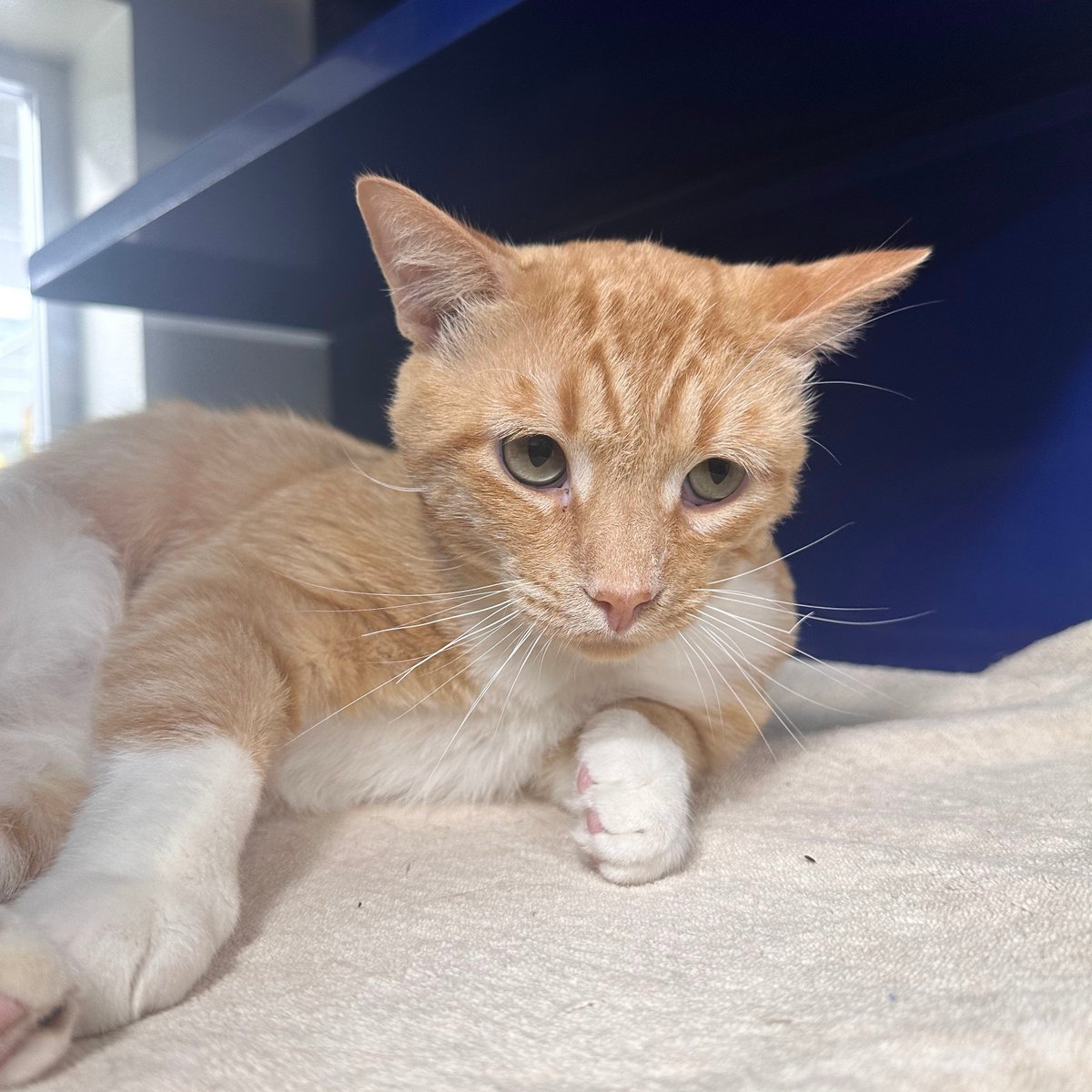 perrys_place_la's tweet photo. Reminder from Tang: Fireworks are very scary - more panic than party!

Keep your pets and your neighbor's pets safe this holiday weekend/week with some helpful tips from @ASPCA. https://t.co/bmcEC41VY2