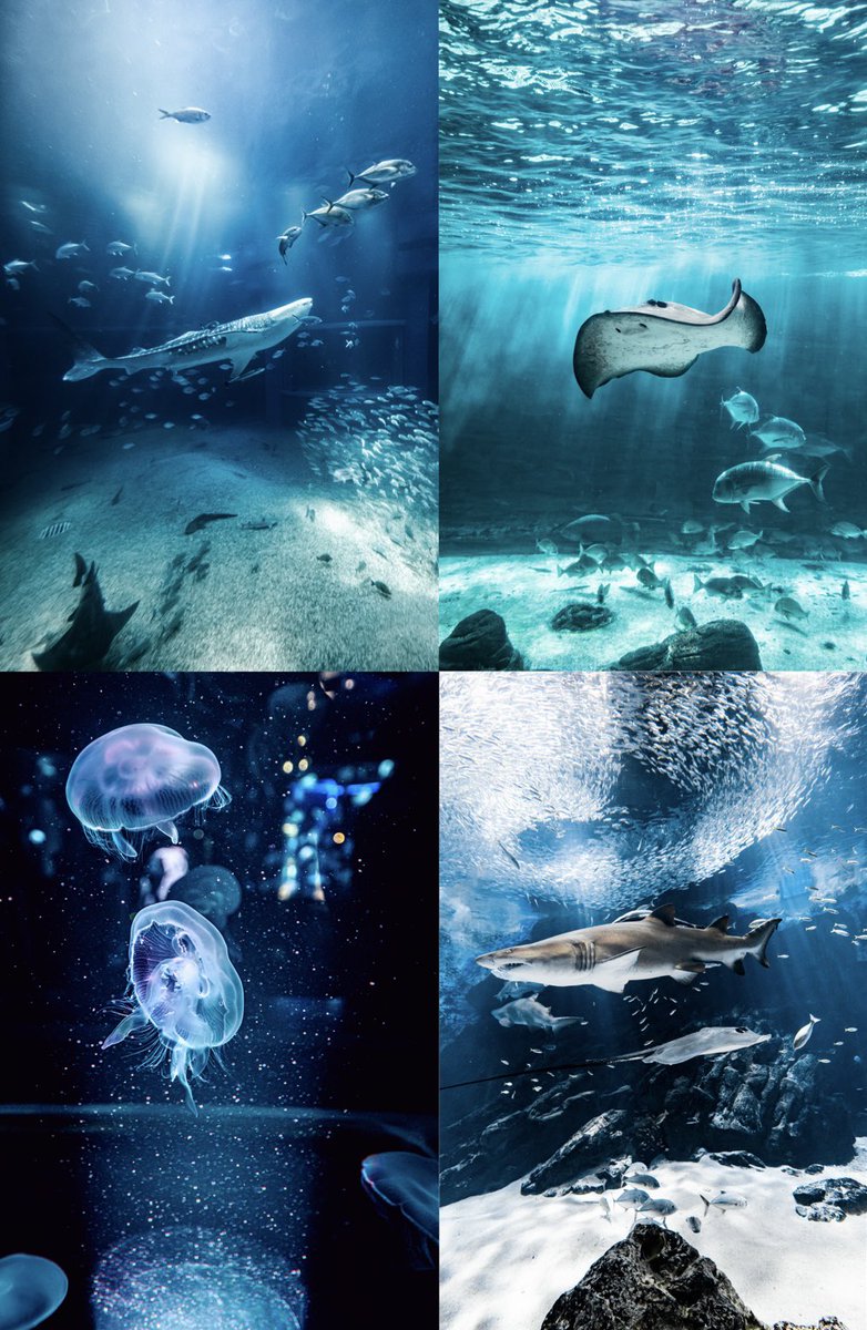 aquarium_sora's tweet photo. #6月を写真4枚で振り返る
6月もほとんど写真編集だけだったので
来月はどこかの水族館へ行きたいです😌✨ https://t.co/gsr7gVekJ5