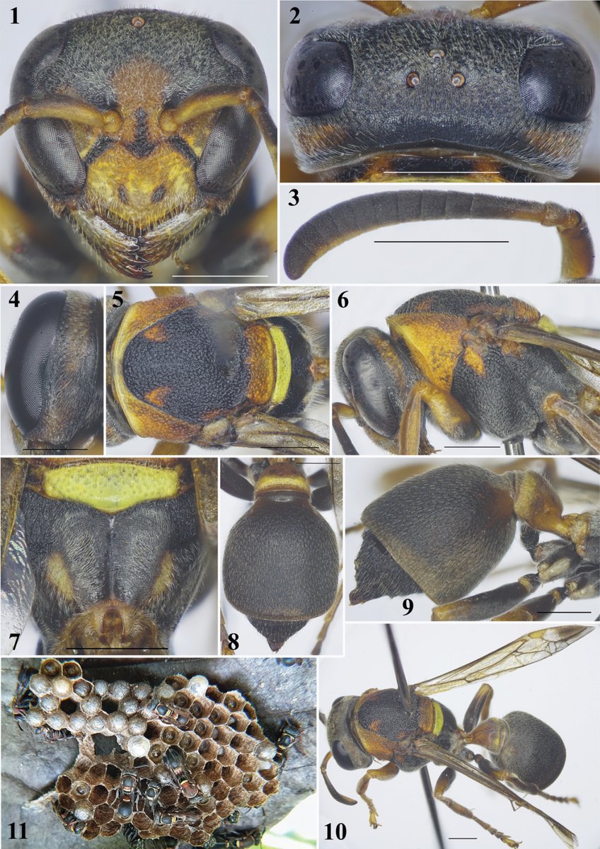 HymenopteraJour's tweet photo. A #NewSpecies of the paper #wasp genus Ropalidia is described and figured based on females and males from Vietnam🇻🇳.

📜Read more: https://t.co/FiHsAgDEI3

#Hymenoptera https://t.co/vScjRzUWPf