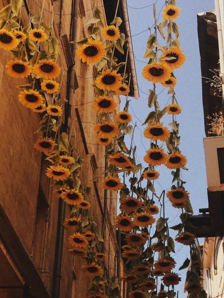 sunflowerchives's tweet photo. sunflower city🌻 https://t.co/PATm7VtoWj
