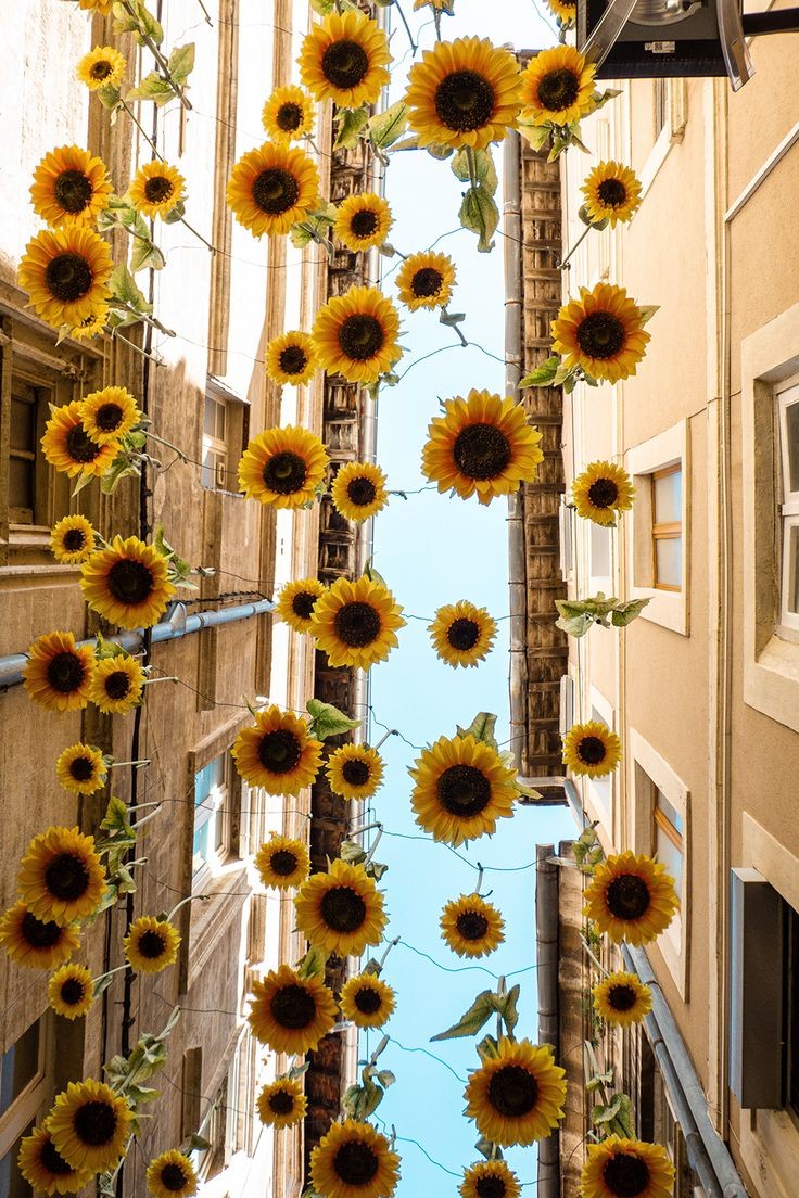 sunflower city🌻
