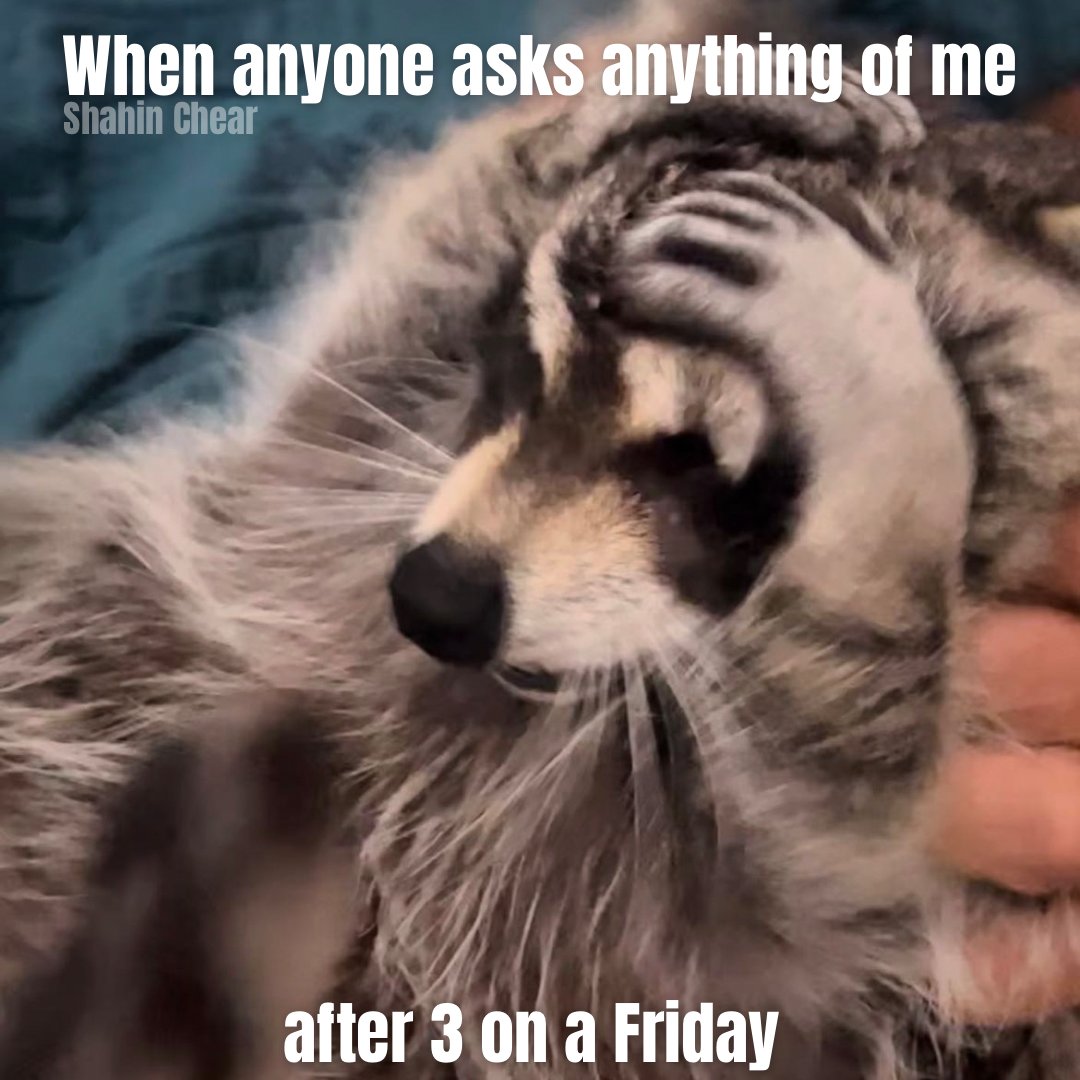 SChearStateFarm's tweet image. Brain does not compute😅🧠 On that note, Happy Friday 🦝🦝
Call or text Shahin Chear at 949-553-1115📱

#jakefromstatefarm #statefarminsurance #likeagoodneighbor #persianbusiness #lgbtqfriendly #persian #womenowned #womenleader #artmatters #persianbusinessowner#persianwomenleader