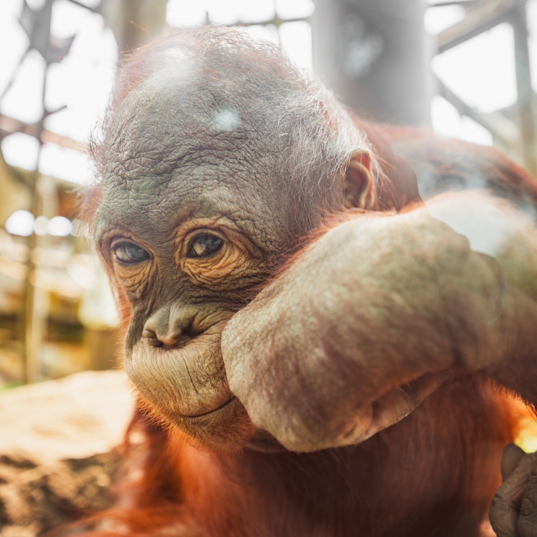 😏👊 #FajarFriday

#ToledoZoo #ToledoOhio #ZooAnimals #Zoo #Orangutan #Ape #BabyAnimals #CuteAnimals #Orangutans #FriYAY #FridayFun