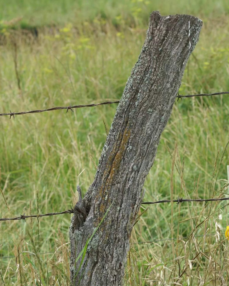 Good morning!☀️
#TodayisaGift #Friday #June #SummerinIllinois #FencepostFriday #BarbWire #WeatheredWood #EveryDaysaBlessing #ThankfulforToday