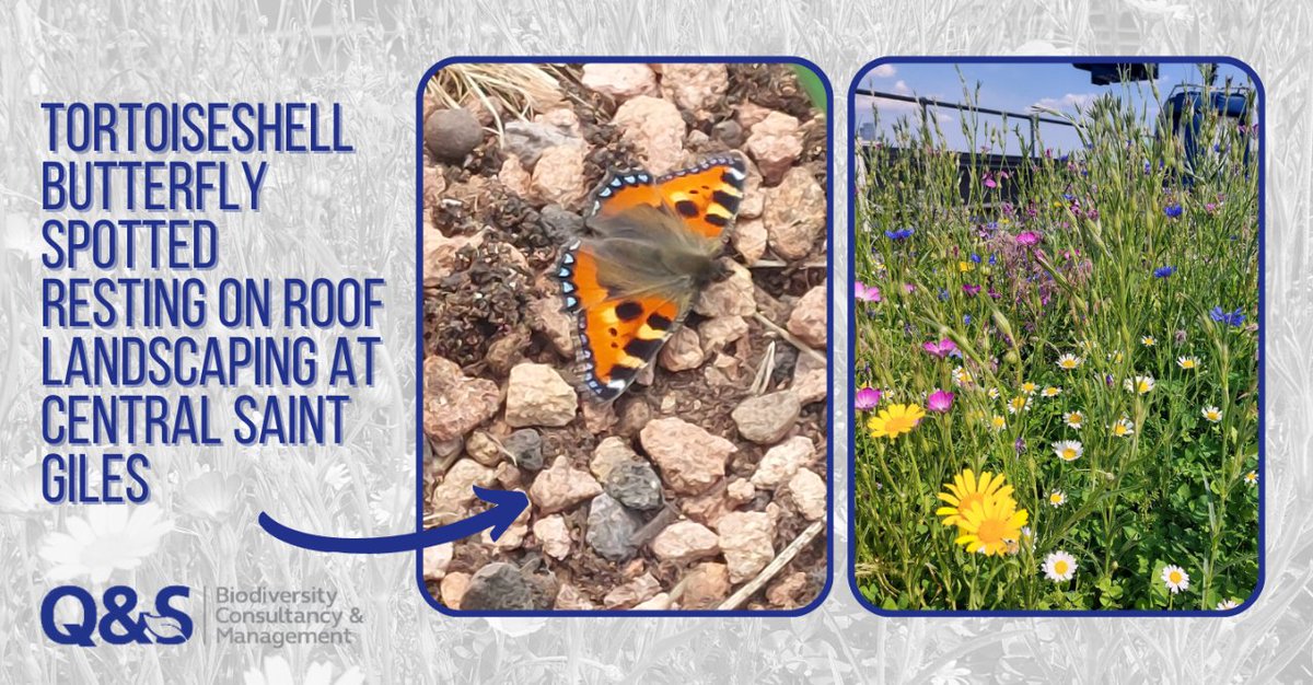 Tortoiseshell Butterfly (Aglais urticae) spotted yesterday resting on roof landscaping at @CentralStGiles

These beautiful once common butterflies have been in rapid decline over recent years, but looks like Q&S’ sustainable plant palettes doing their part to help reverse this