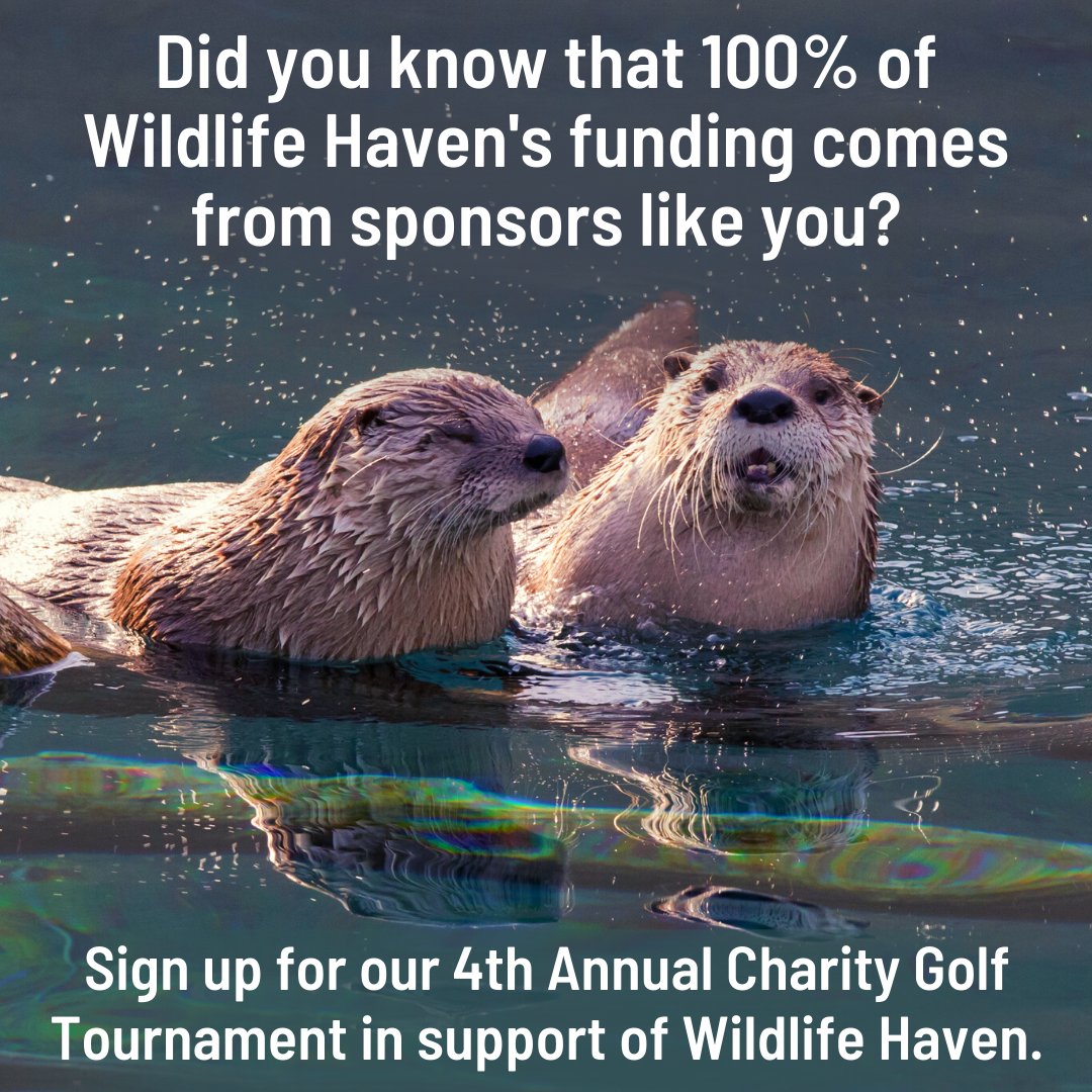Cypher Environmental (@cypherenv) on Twitter photo Don't miss out on our epic annual golf tournament at <a href="/GlendaleGolf/">Glendale Golf & Country Club</a> on Sept 19th! Every penny raised goes to <a href="/WildlifeHaven/">Wildlife Haven Rehab</a>. Your donation gets you a day of golf with lunch, a cart, golf & dinner - an unbeatable deal! ⏰ Hurry! Registration closes Aug 1st! loom.ly/B1fRwXY Don't miss out on our epic annual golf tournament at <a href="/GlendaleGolf/">Glendale Golf & Country Club</a> on Sept 19th! Every penny raised goes to <a href="/WildlifeHaven/">Wildlife Haven Rehab</a>. Your donation gets you a day of golf with lunch, a cart, golf & dinner - an unbeatable deal! ⏰ Hurry! Registration closes Aug 1st! loom.ly/B1fRwXY