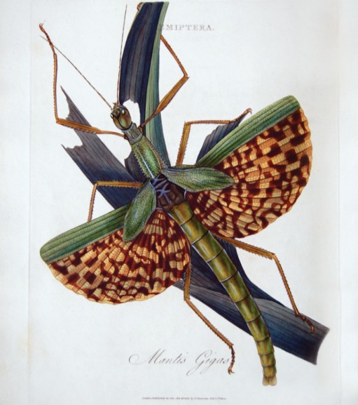 RoyEntSoc's tweet photo. Do you know of a helpful #book, #journal or e-resource? π
Let us know about it on our #SuggestAResource form - Visit the bottom of our #Library page to share with us: https://t.co/DA0Jw4cvJd
#Entomology #SuggestABook #InsectBooks https://t.co/G5P8RHHxfZ