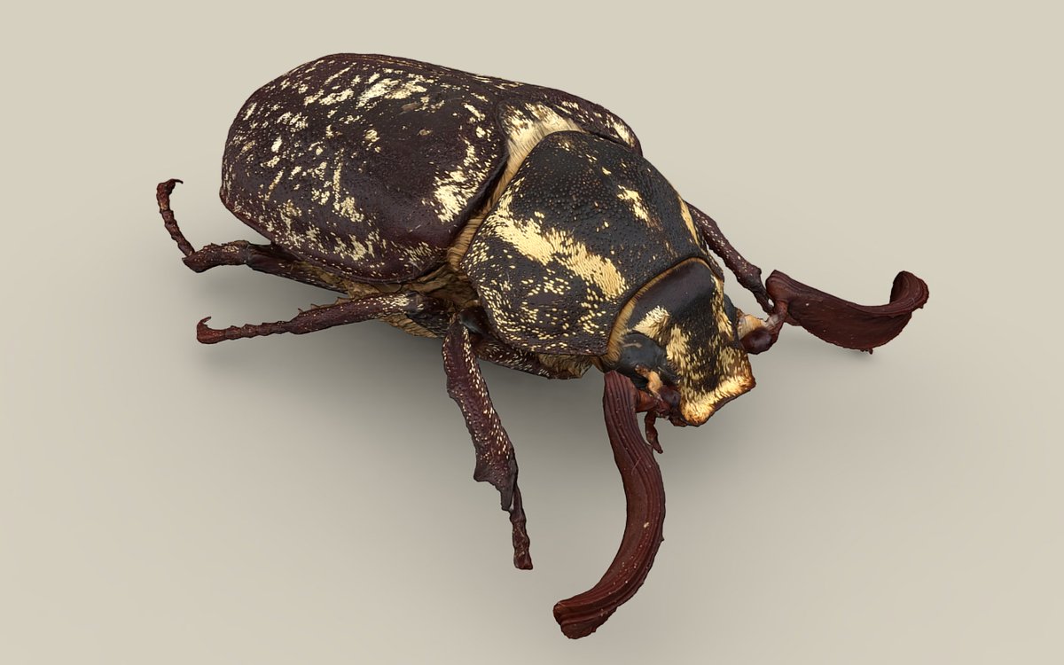 🌟Featured free download: 

🐞 'Polyphylla fullo' by /www.noe-3d.at is licensed under Creative Commons Attribution-NonCommercial: skfb.ly/oI78n

...
#3D #3Dart #3Dartist #cg #cgart #realtime3D #gameready