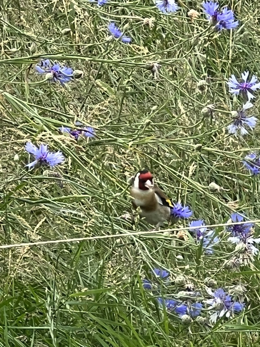 BilliontreesE's tweet photo. Another advantage of #wildflowers garden is many birds come to eat dried #flowers. #bringbackbirds #bringbackbugs build your pyramid https://t.co/HKm4SQVPO0