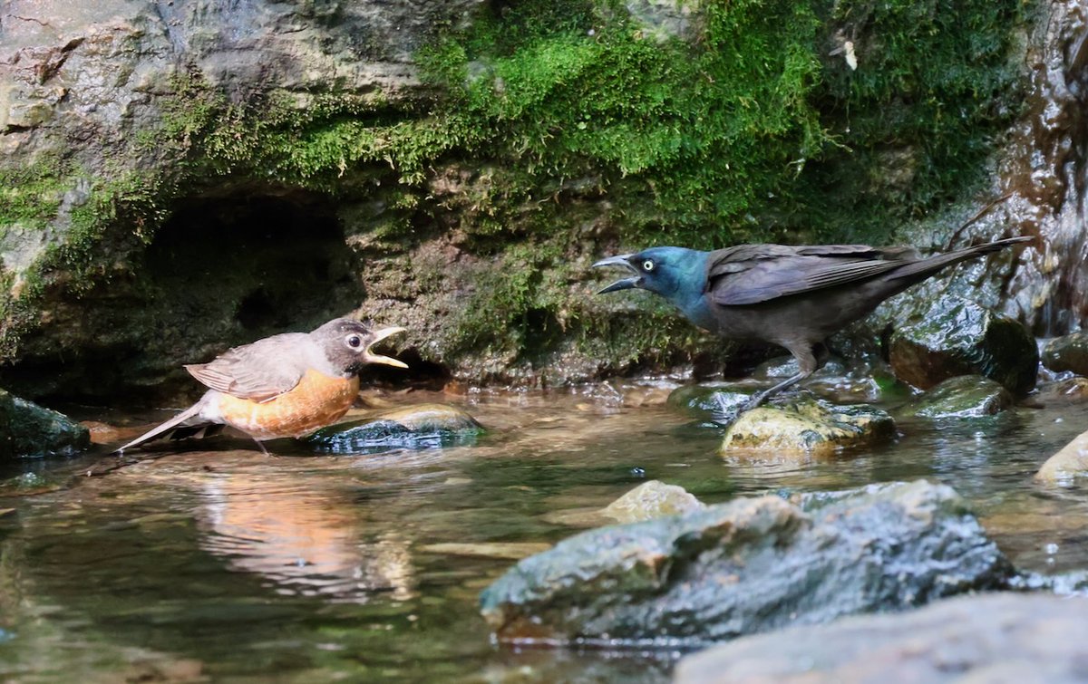 ....awww youngster robin getting yelled at by a grackle? lol 'Outta my watering hole, kid!' @TowerGrovePark #BirdsOfTwitter #birds #urbanwildlife #birdwatching